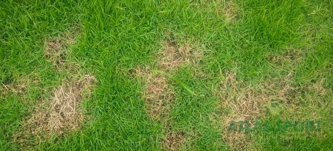 Cum să eliminați petele galbene aparute pe gazon - partea I 1 3shutterstock 467436644 2087441