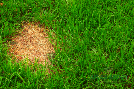 How to Eliminate Bald Patches in the Lawn 44401