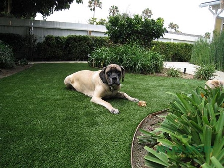 artificial turf dog 2