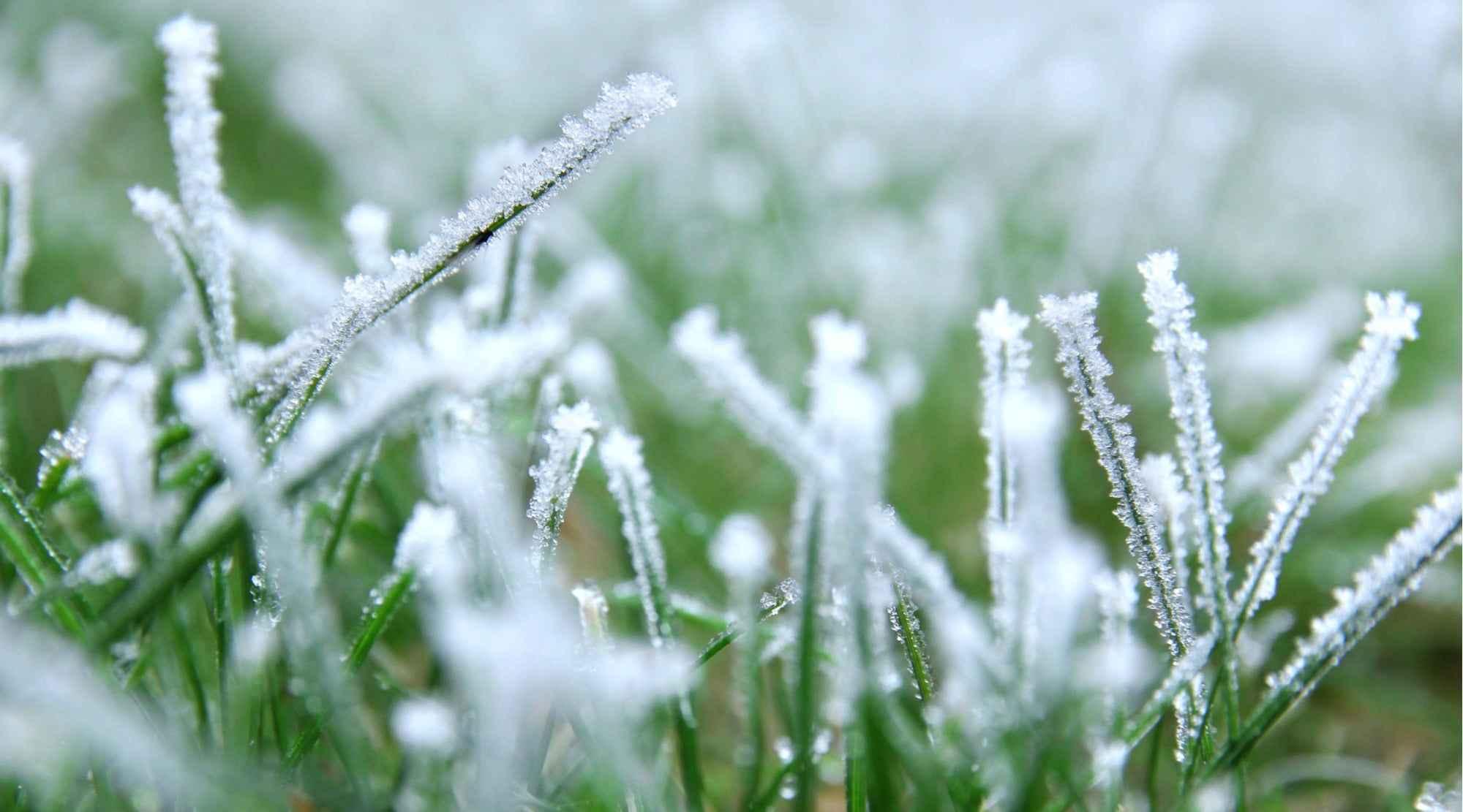 does artificial grass freeze1