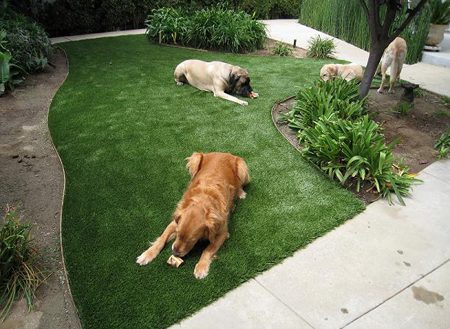 synthetic grass for dogs elegant make your pet feel more comfortable by installing artificial throughout 6 450x3291 1